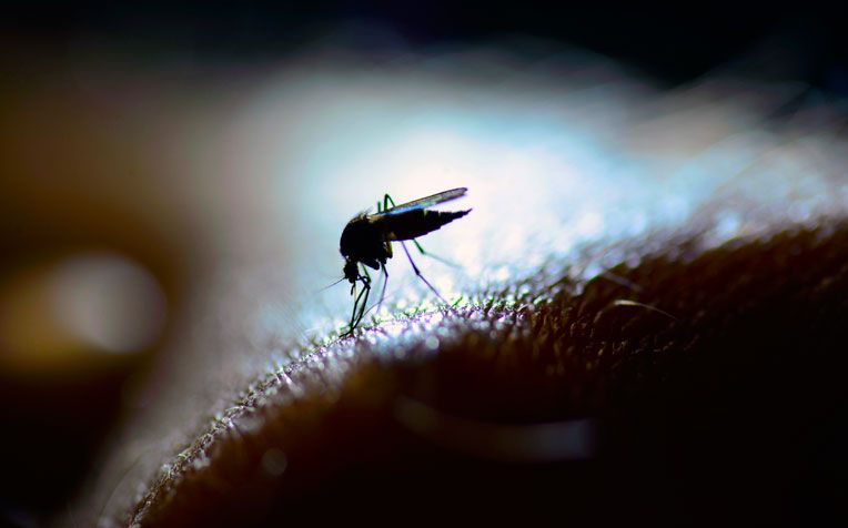 how protect yourself from dengue fever